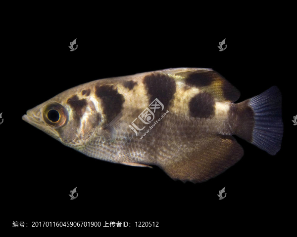 一條帶狀的魚