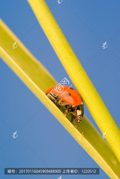 lasybug