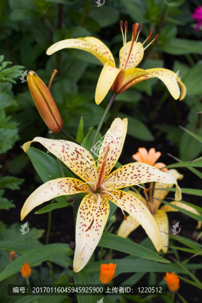 百合花