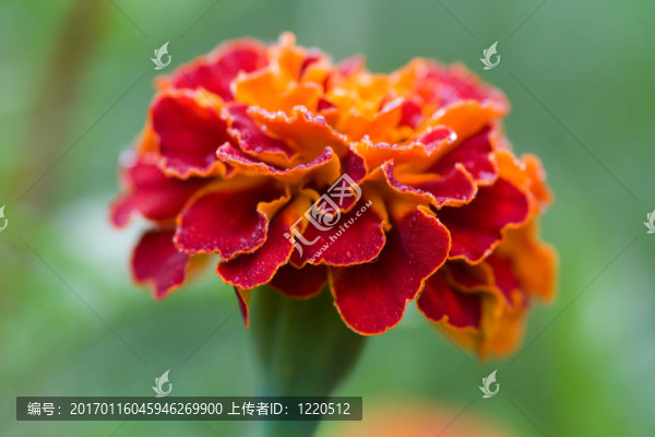金盞花