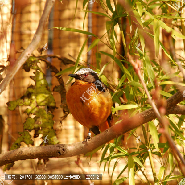 蒙特塞拉特黃鸝