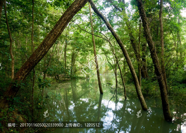 綠色淹沒山谷