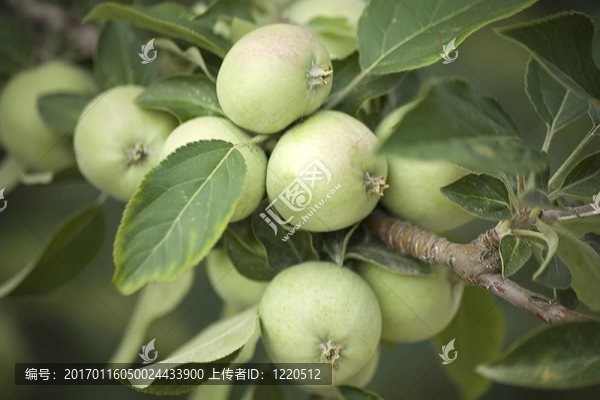 蘋(píng)果-匯圖網(wǎng) www.fosd68.com 蘋(píng)果