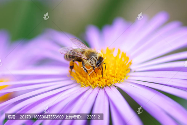 蜜蜂