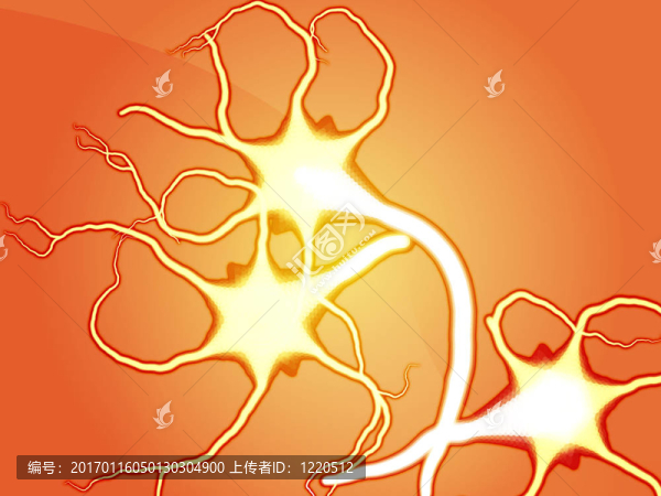 神經(jīng)細(xì)胞的插圖