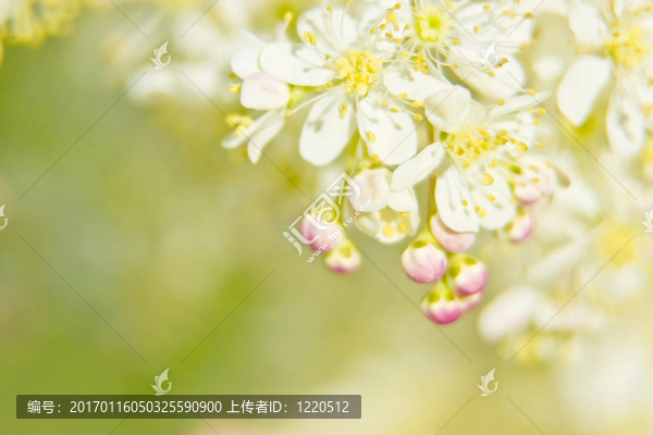 春天
