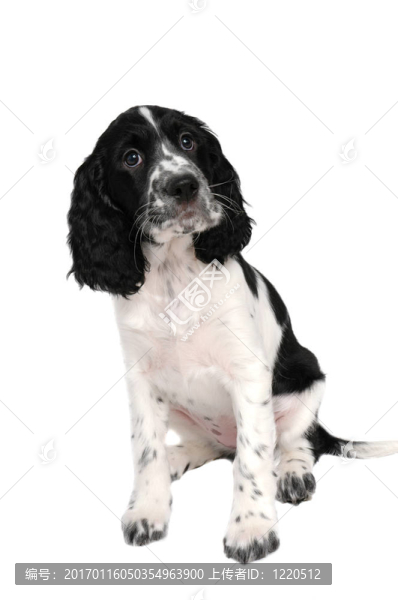 英國史賓格犬