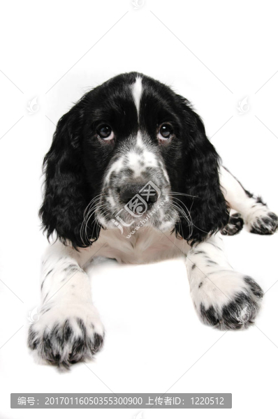英國史賓格犬