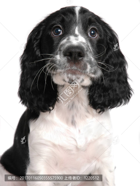 史賓格犬的小狗