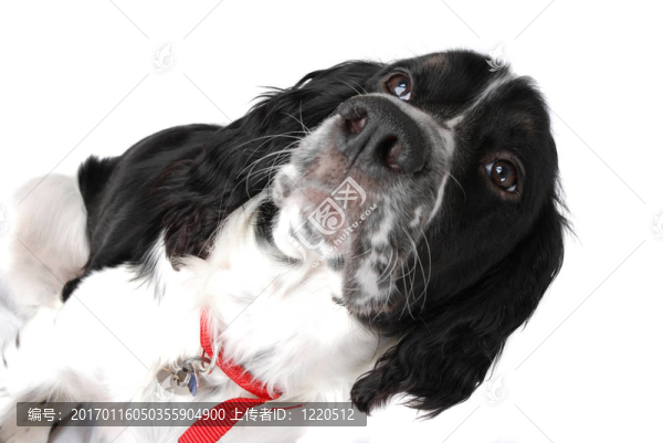 英國史賓格犬
