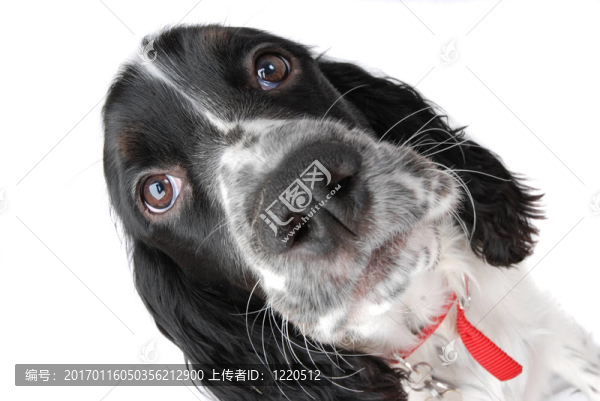英國史賓格犬