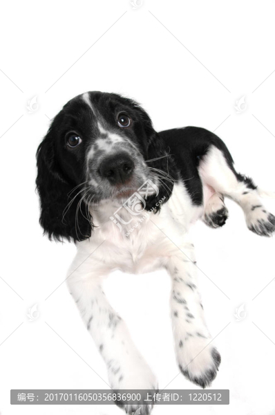 英國史賓格犬