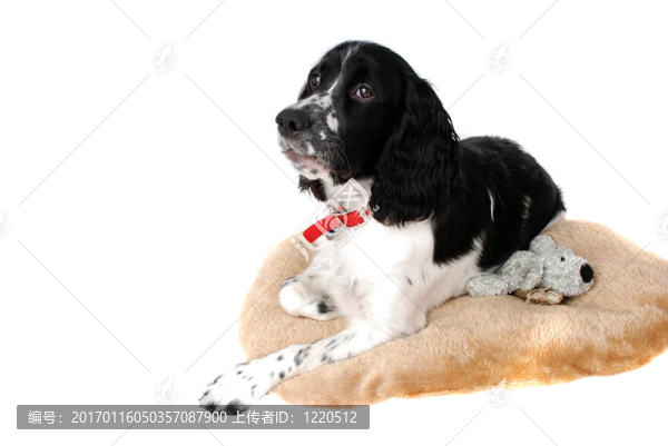 英國史賓格犬