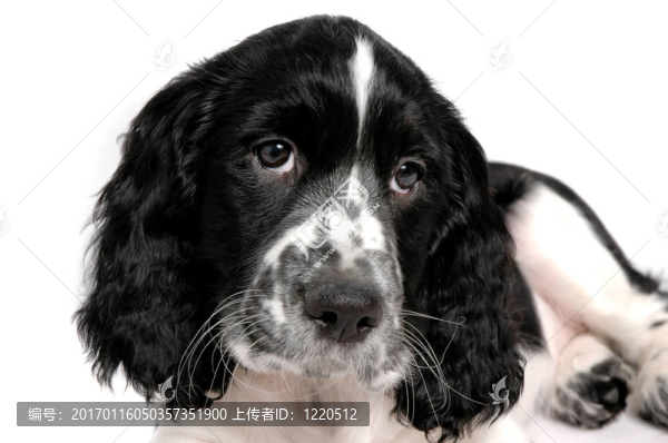 英國史賓格犬