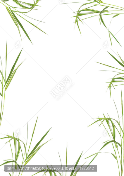 竹草美