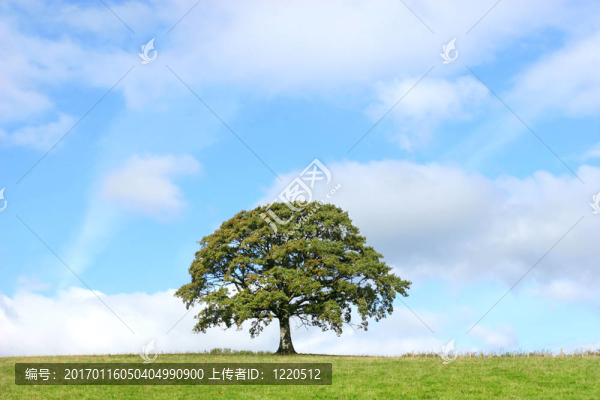 夏天的橡樹
