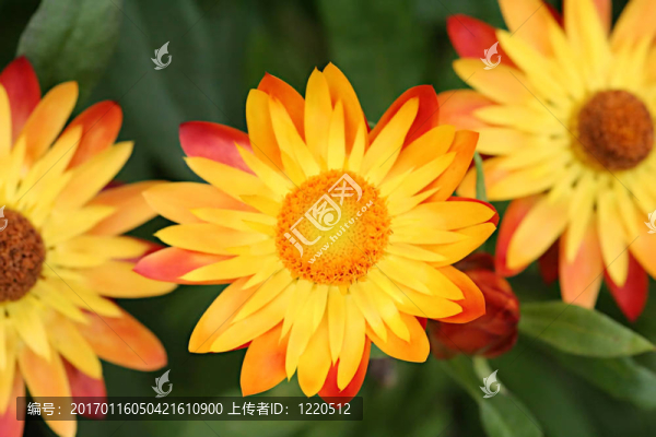 黃色的花