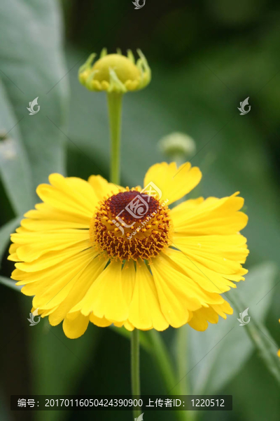 黃色的花