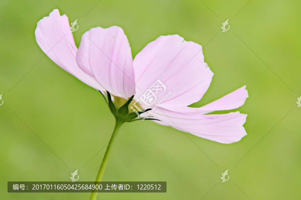 粉紅色的花