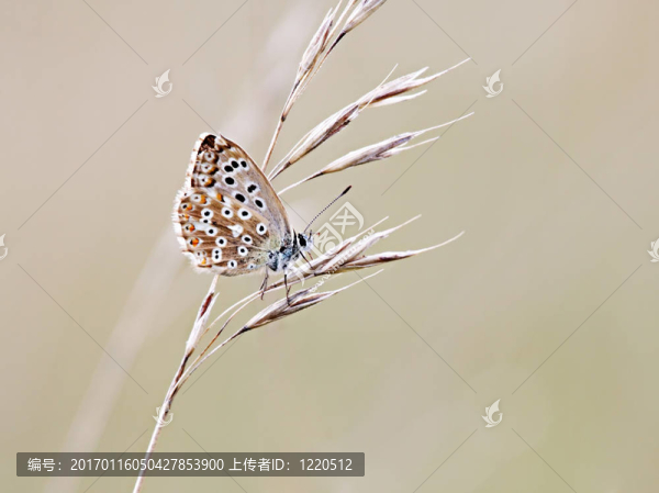 蝴蝶-匯圖網(wǎng) www.fosd68.com 蝴蝶