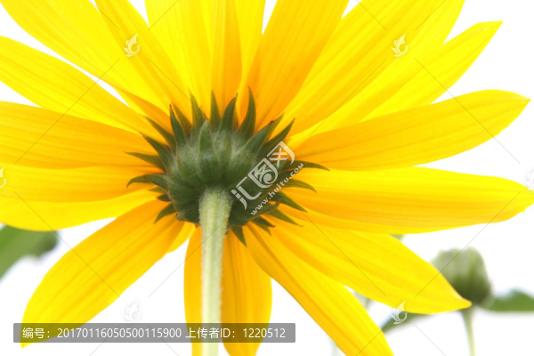 黃色的花