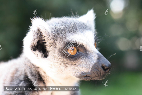 狐猴的猴子