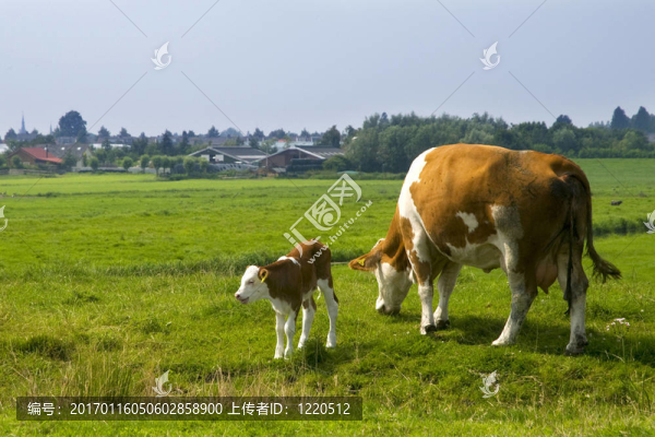 奶牛產(chǎn)犢