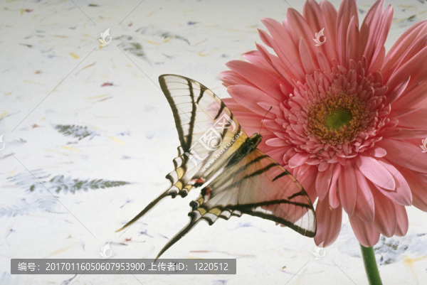 蝴蝶花