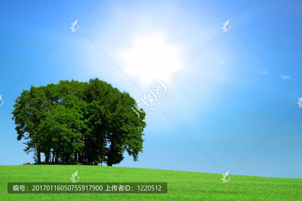 上一堆樹和明亮的陽光