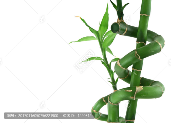 幸運竹白