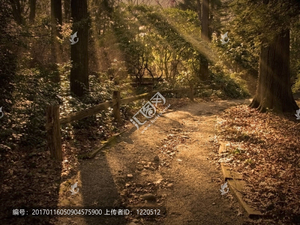 陽光之路