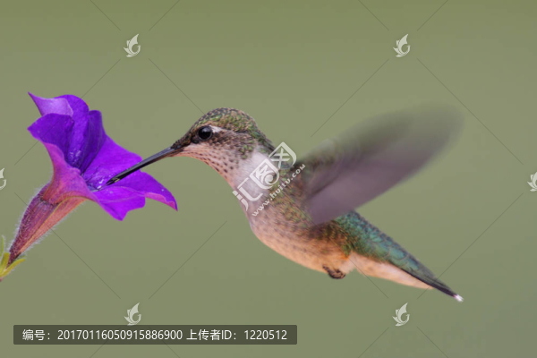 紅寶石喉蜂鳥