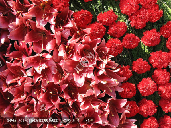 紅色康乃馨花花環(huán)特寫彩色背景