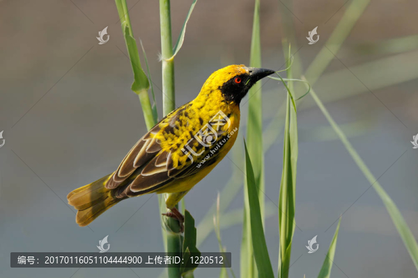 發(fā)現(xiàn)支持Weaver