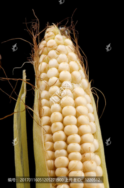 原料玉米特寫-匯圖網(wǎng) www.fosd68.com 原料玉米特寫