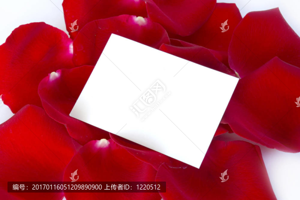花瓣玫瑰