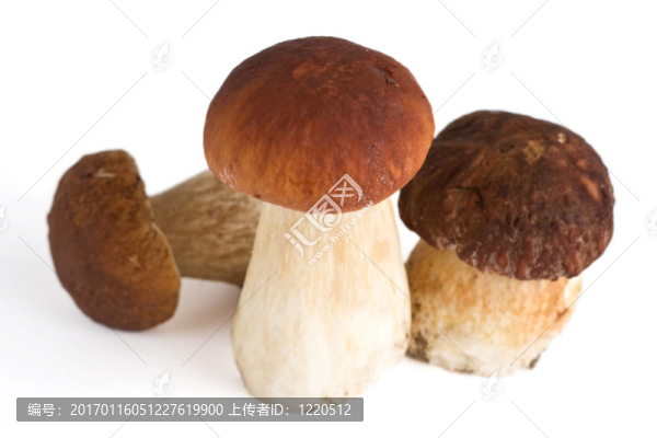 森林蘑菇群
