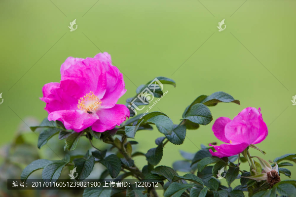 犬薔薇