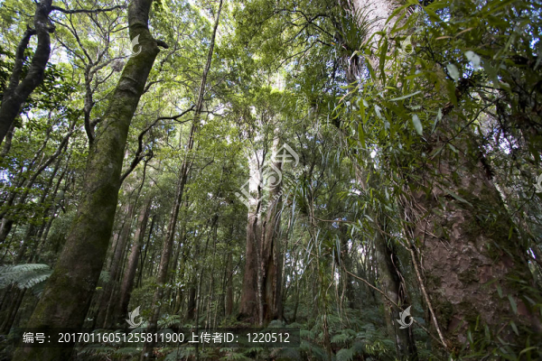 新西蘭-,Kauri,Forrest