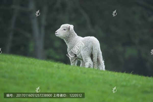 新西蘭-,Lamb