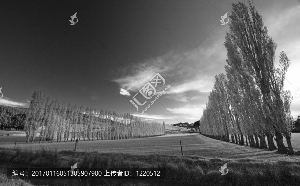 新西蘭-黑白