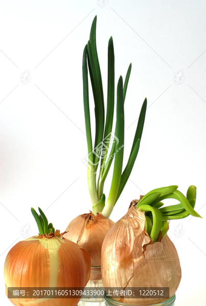 洋蔥