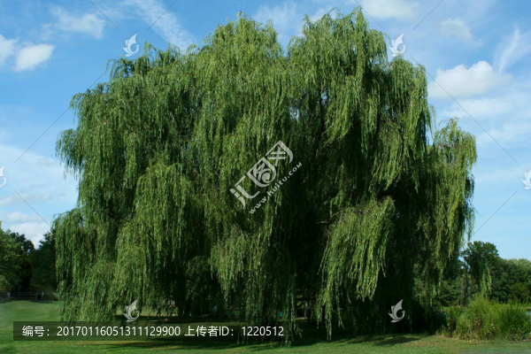 藍(lán)天下的哭泣的柳樹
