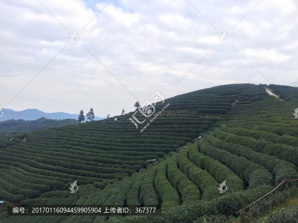 茶山茶田