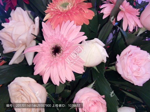 玫瑰花