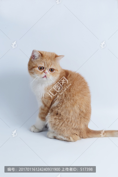 加菲貓