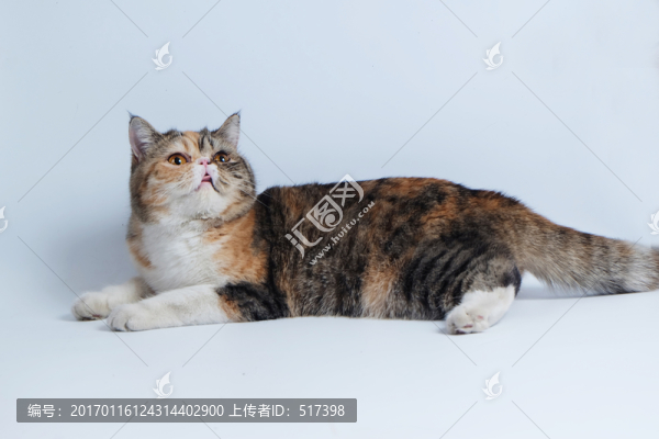 加菲貓
