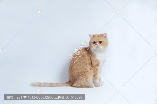 加菲貓