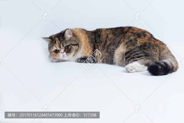 加菲貓