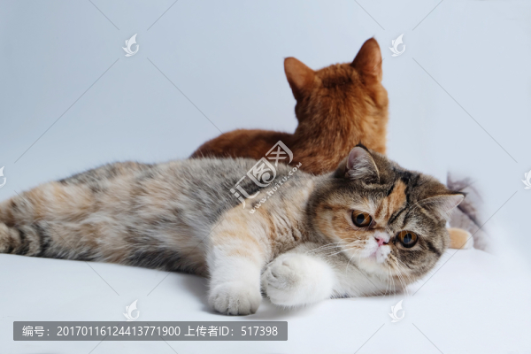 加菲貓